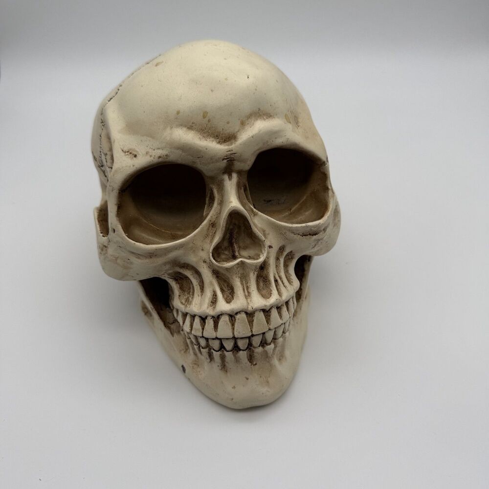Realistic Resin Skull Human Head Halloween Prop Gothic Decor 6" Creepy